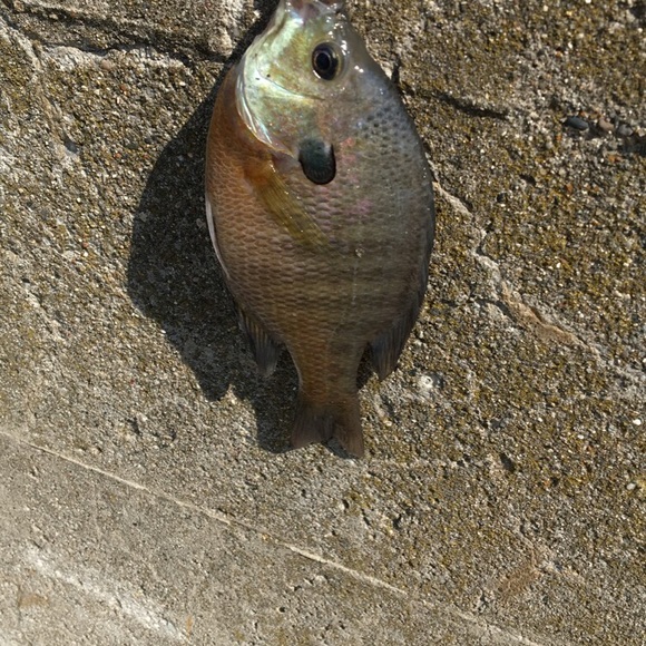 Meet your Posher, Bianca - Picture 1 of 1